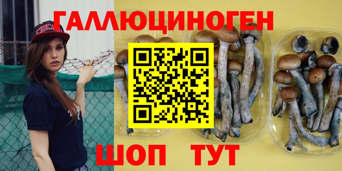 Галлюциногенные грибы Psilocybine cubensis Димитровград